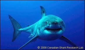 Le grand requin blanc possde-t-il 6 sens ?