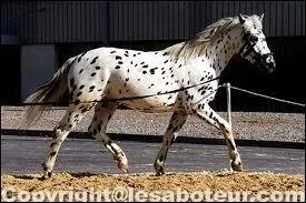 Quelle est l'allure de ce cheval ?