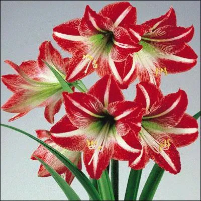 Nous avons bien sr apport quelques fleurs :