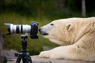 Cette ville du grand Nord canadien est clbre pour sa proximit avec les ours blancs, attirant de nombreux touristes !