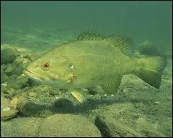 D'o est originaire le black-bass ?