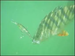 Qui est le plus petit de ces carnassiers ?