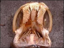 Quel est le carnassier qui a 800 dents dans sa mchoire ?