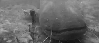 Comment s'appelle le carnassier que l'on surnomme  le moustachu  ?