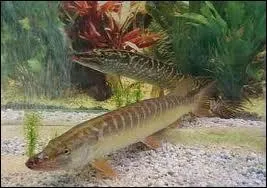 A quelle poque se droule la reproduction du brochet ?