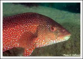 Comment s'appelle le poisson que l'on surnomme  mrou breton  ?