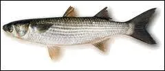 Quel est le poisson qui vit aussi bien en eau douce qu'en mer ?