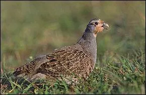 Avec quel lgume les paysans avaient-ils coutume de servir la perdrix (gibier considr en cuisine comme une volaille) ?