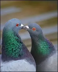 Avec quel lgume sert-on souvent le pigeon domestique, class aussi en cuisine dans les volailles ?