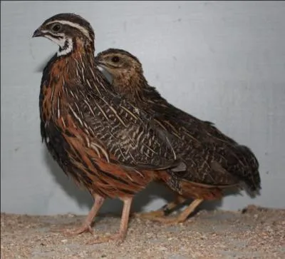 La caille, qui s'lve galement, est un gibier qui appartient aussi, par la force des choses, au service de la volaille. Au XVIIIme sicle, qu'tait-il de trs bon ton de prsenter sur une table pour un en-cas apritif ?