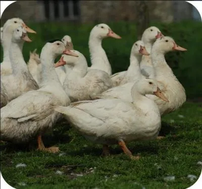 Cette pice de thtre comique en quatre tableaux de William Douglas Home (1967) a t adapte par Marc-Gilbert Sauvajon et a connu un norme succs.  quelle recette de canard fait-elle allusion dans son titre ponyme ?