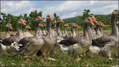 Comment s'appelle le mle de l'oie ?