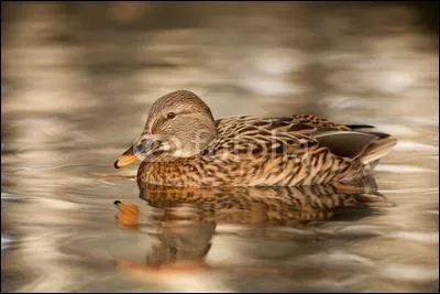 Comment dsigne-t-on en cuisine un canard femelle, gnralement plus tendre que le mle ?