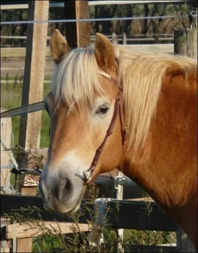 Quelle partie manque sur ce filet ?