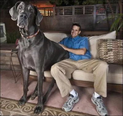 Bire, Fort noire, Renard du dsert !