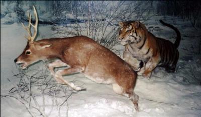 Moins 40, réserve de Sikhote-Alin, tigre de l'Amour, préservation !
