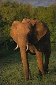 Combien de ctes compte la cage thoracique de l'lphant ?