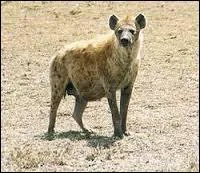 Quelle est la puissance des mchoires de la hyne ?