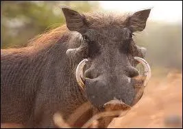 Quel est le temps (environ) de gestation d'un phacochre ?