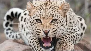 A quelle vitesse maximum le lopard peut-il se dplacer ?