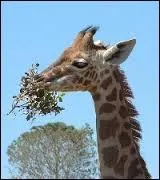 Comment appelle-t-on le petit de la girafe ?