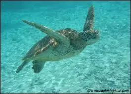 La tortue la plus vieille du monde a vcu combien d'annes ?