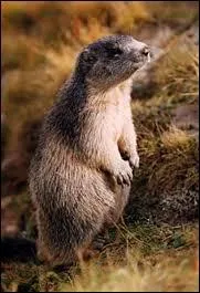 Quelle est la longueur du terrier de la marmotte (environ) ?
