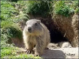 La dure de vie d'une marmotte est-elle plus longue en captivit ou en libert ?
