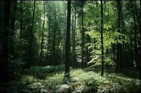 Quelle est cette fort, une des plus belles htraies de France que vous pourrez admirer lors d'une promenade en Seine-Maritime ?