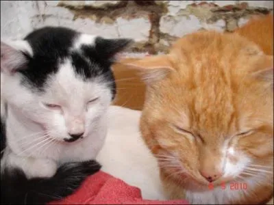 Qui est la premire lieutenante ?