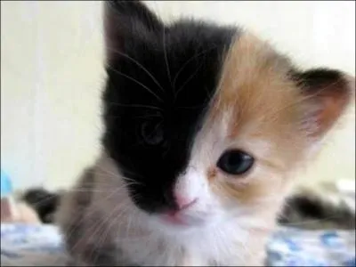 Qui est sur la photo ?