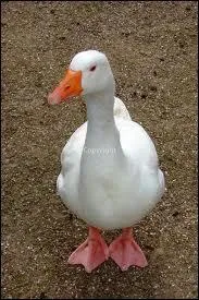 Comment s'appelle le petit de l'oie ?