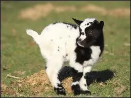 Comment s'appelle le petit de la chvre ?