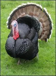 Comment s'appelle le petit de la dinde ?