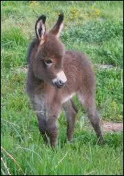 Comment s'appelle le petit de l'ne ?