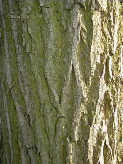 Quel arbre est  l'origine de l'aspirine ?