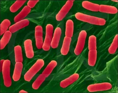 Que voyez-vous sur cette photo ?