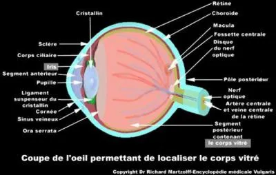 Qu'est-ce qui remplit la cavit oculaire en arrire du cristallin ?