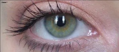 Qu'est-ce qui tapisse le fond du globe oculaire ?