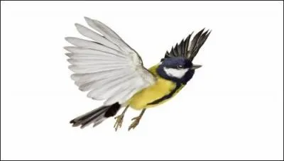  Fruit d'or  est une marque trs connue de margarine qui existe depuis plus de 40 ans. Un petit oiseau, expert en graines de lin de colza et de tournesol, a rejoint le groupe et dferle sur les crans publicitaires. Quel est son nom ?