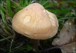 Quel est le nom de ce champignon qui pousse au printemps ?