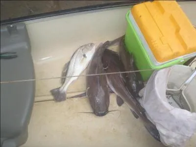 Terminez ce proverbe thalandais : Quand l'eau baisse, les fourmis mangent les poissons ; quand l'eau monte ...