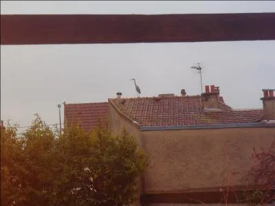 Un jour, sur ses longs pieds, allait je ne sais o ...