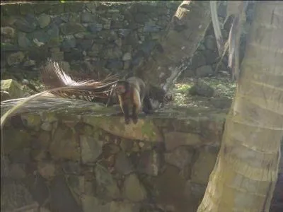 Qui a dit : L'homme descend du singe et monte sur la femme !