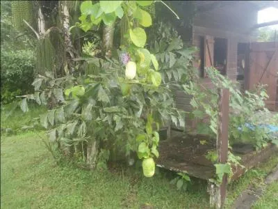 Terminez ce proverbe : La feuille de l'arbre, la langue de la femme, la queue de la chvre ...