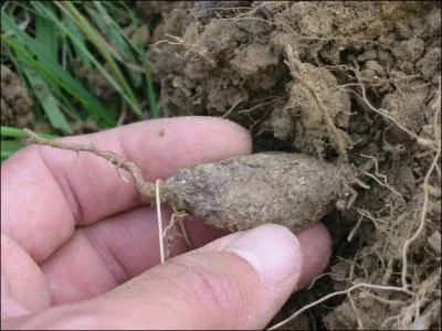 Quel est ce dernier petit tubercule ? Tellement petit qu'on le nomme aussi souris de Hollande : les gousses et graines se cuisent  la vapeur, sa racine doit tre cuite au minimum 1 heure. Son got lui donne son nom.