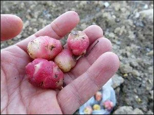 Quel est ce tubercule originaire d'Amrique du sud ? On peut aussi consommer ses feuilles. Rpandu en France au XIXe, il est insensible au mildiou contrairement  la pomme de terre, dcime par celui-ci  cette poque.