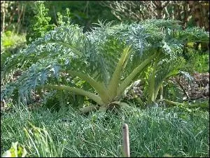 Quel est ce lgume de la famille des Asteraces ? Star de la cuisine lyonnaise, il a mme une AOC  Genve, mais reste peu utilis dans le reste de la France.