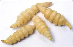 Quel est ce petit tubercule ? Il porte le nom de la ville d'o il fut acclimat, son aspect d'asticot ne plaide pas en sa faveur. Pourtant il a un dlicieux got de noisette/artichaut/salsifis.