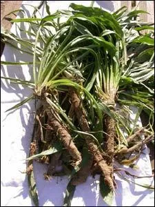 Quel est ce lgume oubli ? Bon et sain selon La Quintinie, souvent confondu avec le salsifis.